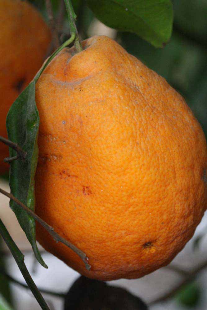            Fruit (Riverside, CA)   